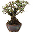 Pyracantha, 15 cm, ± 20 ans