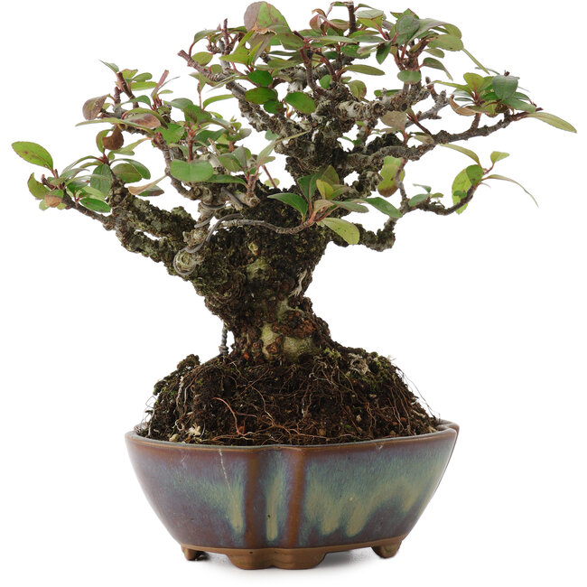 Pyracantha, 15 cm, ± 20 ans