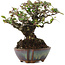 Pyracantha, 15 cm, ± 20 jaar oud