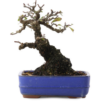 Feuerdorn, 17 cm, ± 20 Jahre alt