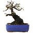 Pyracantha, 17 cm, ± 20 ans
