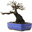 Pyracantha, 17 cm, ± 20 ans