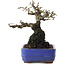 Pyracantha, 17 cm, ± 20 ans