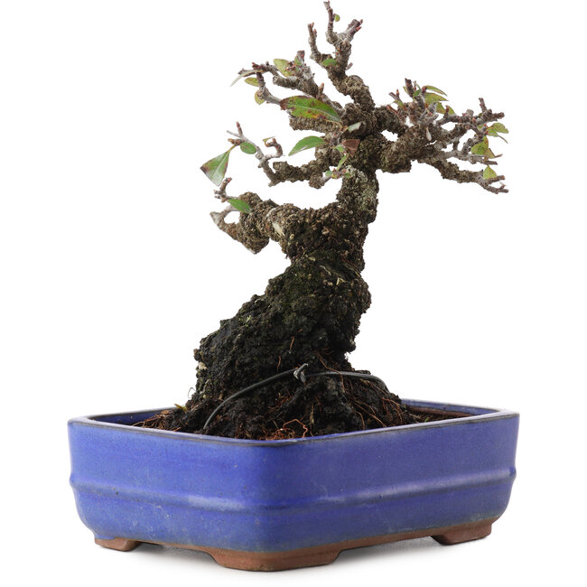 Pyracantha, 17 cm, ± 20 jaar oud