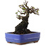 Pyracantha, 17 cm, ± 20 ans
