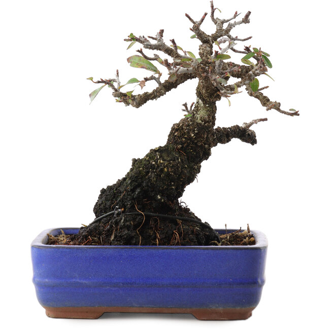 Pyracantha, 17 cm, ± 20 ans