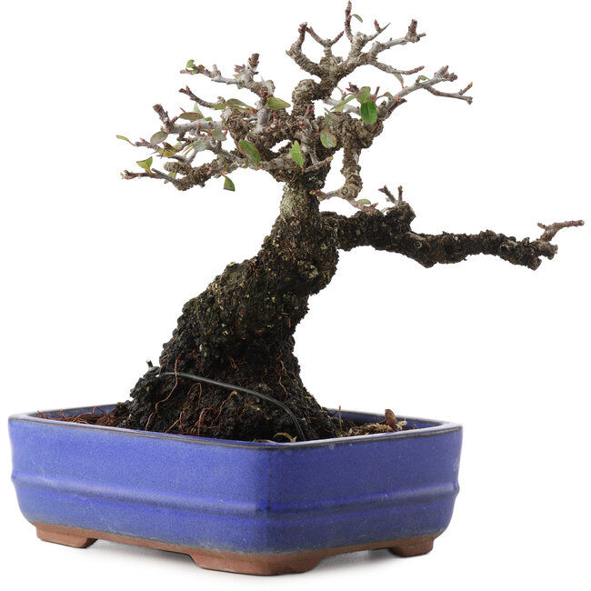 Pyracantha, 17 cm, ± 20 años