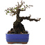 Pyracantha, 17 cm, ± 20 ans