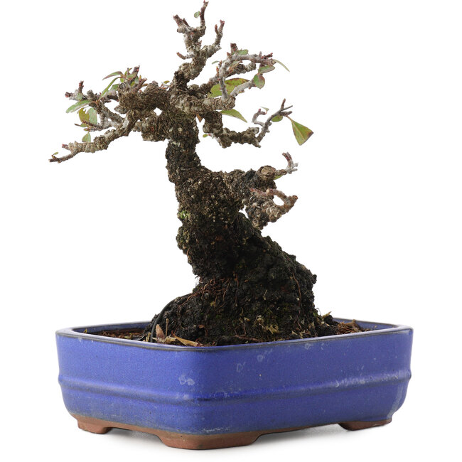 Pyracantha, 17 cm, ± 20 ans