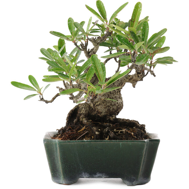 Pyracantha, 14 cm, ± 20 jaar oud, in een handgemaakte Japanse pot van Shuhou