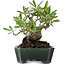 Pyracantha, 14 cm, ± 20 years old, in a handmade Japanese pot by Shuhou