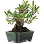 Pyracantha, 14 cm, ± 20 years old, in a handmade Japanese pot by Shuhou