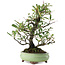 Pyracantha, 26 cm, ± 10 years old