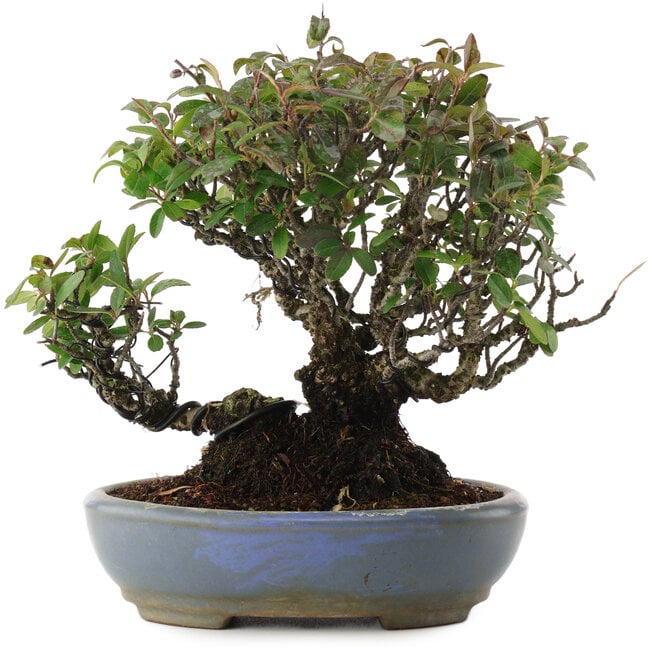 Pyracantha, 19,5 cm, ± 25 años, en una maceta japonesa hecha a mano por Shuhou