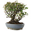 Pyracantha, 19,5 cm, ± 25 years old, in a handmade Japanese pot by Shuhou