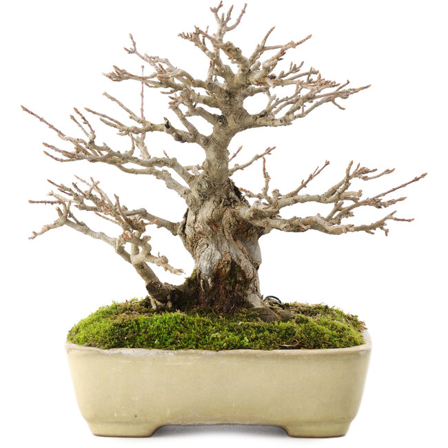 Acer buergerianum, 17,5 cm, ± 20 ans, dans un pot japonais fait main par Yamafusa avec une petite fissure