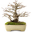 Acer buergerianum, 17,5 cm, ± 20 ans, dans un pot japonais fait main par Yamafusa avec une petite fissure