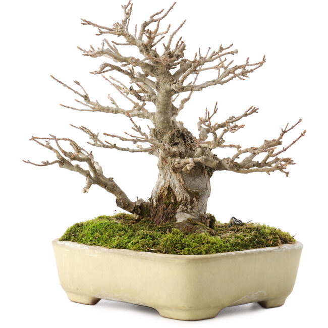 Acer buergerianum, 17,5 cm, ± 20 ans, dans un pot japonais fait main par Yamafusa avec une petite fissure