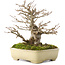 Acer buergerianum, 17,5 cm, ± 20 ans, dans un pot japonais fait main par Yamafusa avec une petite fissure
