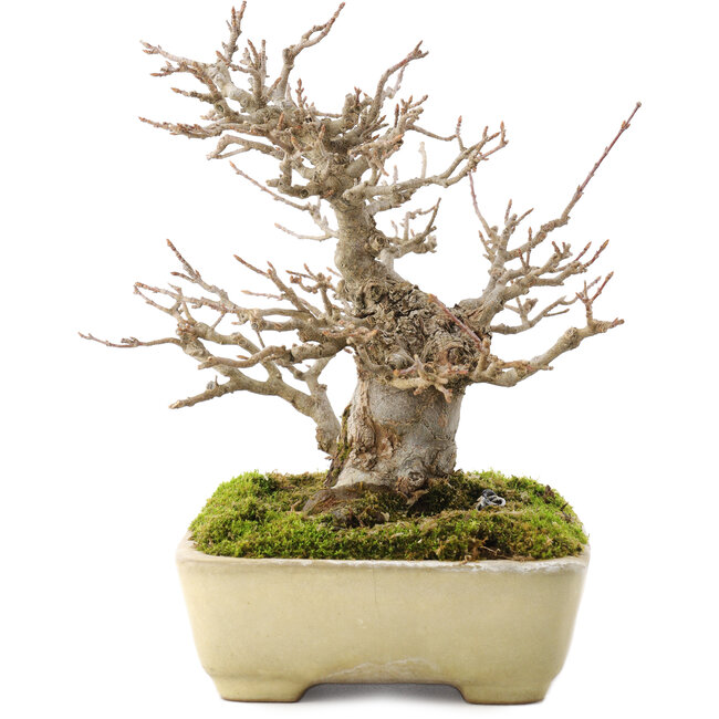 Acer buergerianum, 17,5 cm, ± 20 years old, in a handmade Japanese pot by Yamafusa with a small crack
