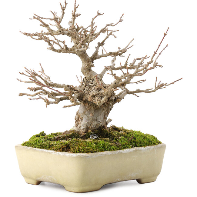 Acer buergerianum, 17,5 cm, ± 20 ans, dans un pot japonais fait main par Yamafusa avec une petite fissure