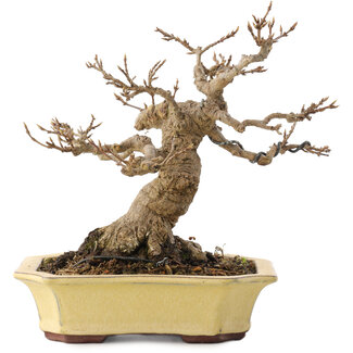 Acer buergerianum, 17,5 cm, ± 30 jaar oud