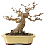Acer buergerianum, 17,5 cm, ± 30 ans