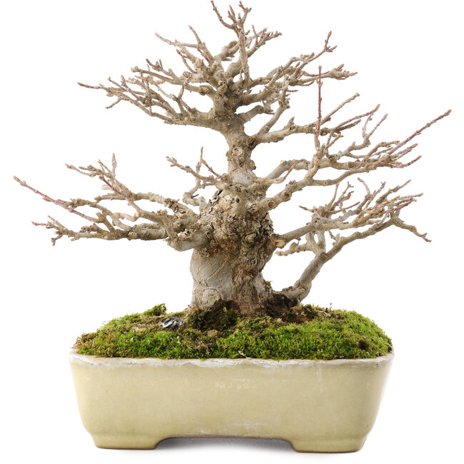 Acer buergerianum, 17,5 cm, ± 20 ans, dans un pot japonais fait main par Yamafusa avec une petite fissure