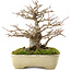 Acer buergerianum, 17,5 cm, ± 20 ans, dans un pot japonais fait main par Yamafusa avec une petite fissure