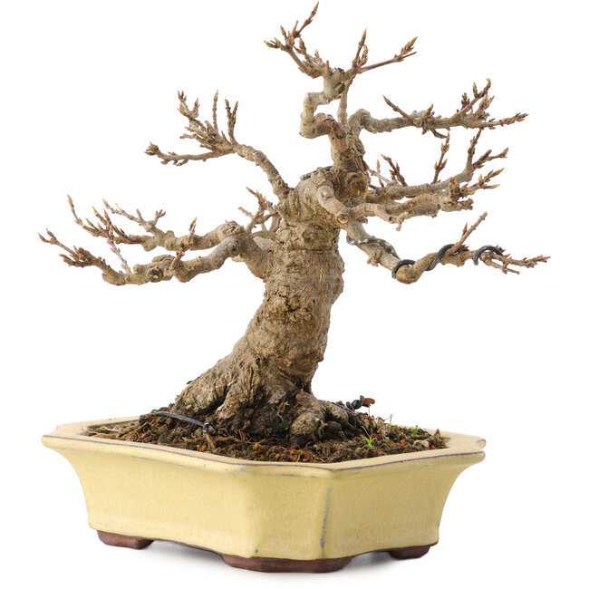 Acer buergerianum, 17,5 cm, ± 30 años