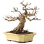 Acer buergerianum, 17,5 cm, ± 30 ans