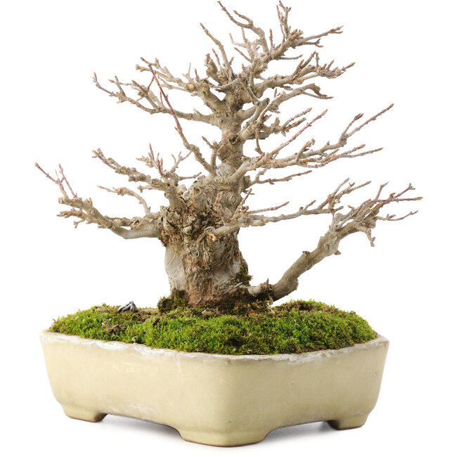 Acer buergerianum, 17,5 cm, ± 20 Jahre alt, in einem handgefertigten japanischen Topf von Yamafusa mit einem kleinen Riss