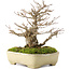 Acer buergerianum, 17,5 cm, ± 20 ans, dans un pot japonais fait main par Yamafusa avec une petite fissure