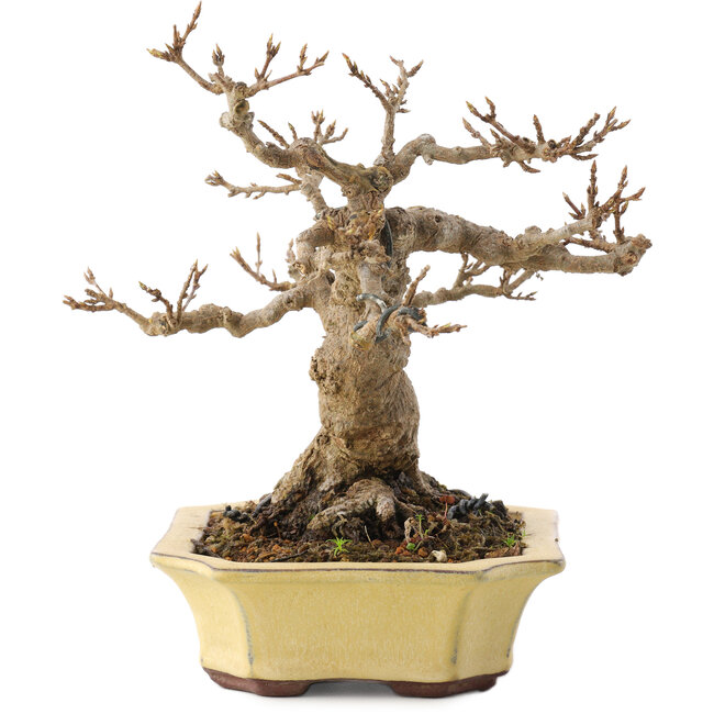 Acer buergerianum, 17,5 cm, ± 30 años