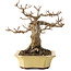 Acer buergerianum, 17,5 cm, ± 30 jaar oud