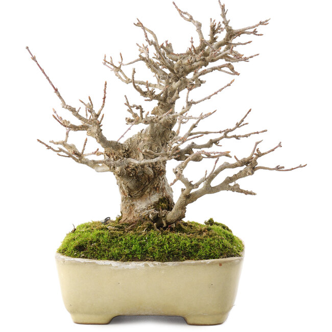 Acer buergerianum, 17,5 cm, ± 20 ans, dans un pot japonais fait main par Yamafusa avec une petite fissure