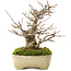 Acer buergerianum, 17,5 cm, ± 20 ans, dans un pot japonais fait main par Yamafusa avec une petite fissure