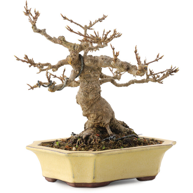 Acer buergerianum, 17,5 cm, ± 30 ans