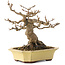 Acer buergerianum, 17,5 cm, ± 30 años