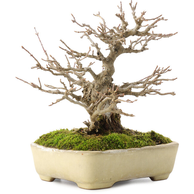 Acer buergerianum, 17,5 cm, ± 20 ans, dans un pot japonais fait main par Yamafusa avec une petite fissure