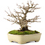 Acer buergerianum, 17,5 cm, ± 20 ans, dans un pot japonais fait main par Yamafusa avec une petite fissure