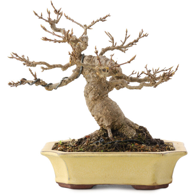 Acer buergerianum, 17,5 cm, ± 30 years old