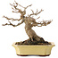 Acer buergerianum, 17,5 cm, ± 30 jaar oud