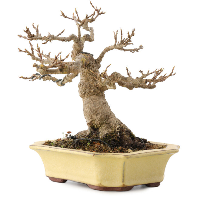 Acer buergerianum, 17,5 cm, ± 30 Jahre alt