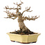 Acer buergerianum, 17,5 cm, ± 30 años