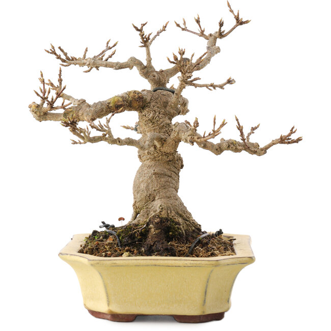 Acer buergerianum, 17,5 cm, ± 30 years old