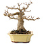 Acer buergerianum, 17,5 cm, ± 30 ans