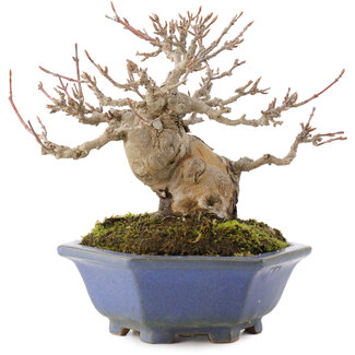 Acer buergerianum, 12,5 cm, ± 30 años