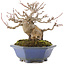 Acer buergerianum, 12,5 cm, ± 30 años