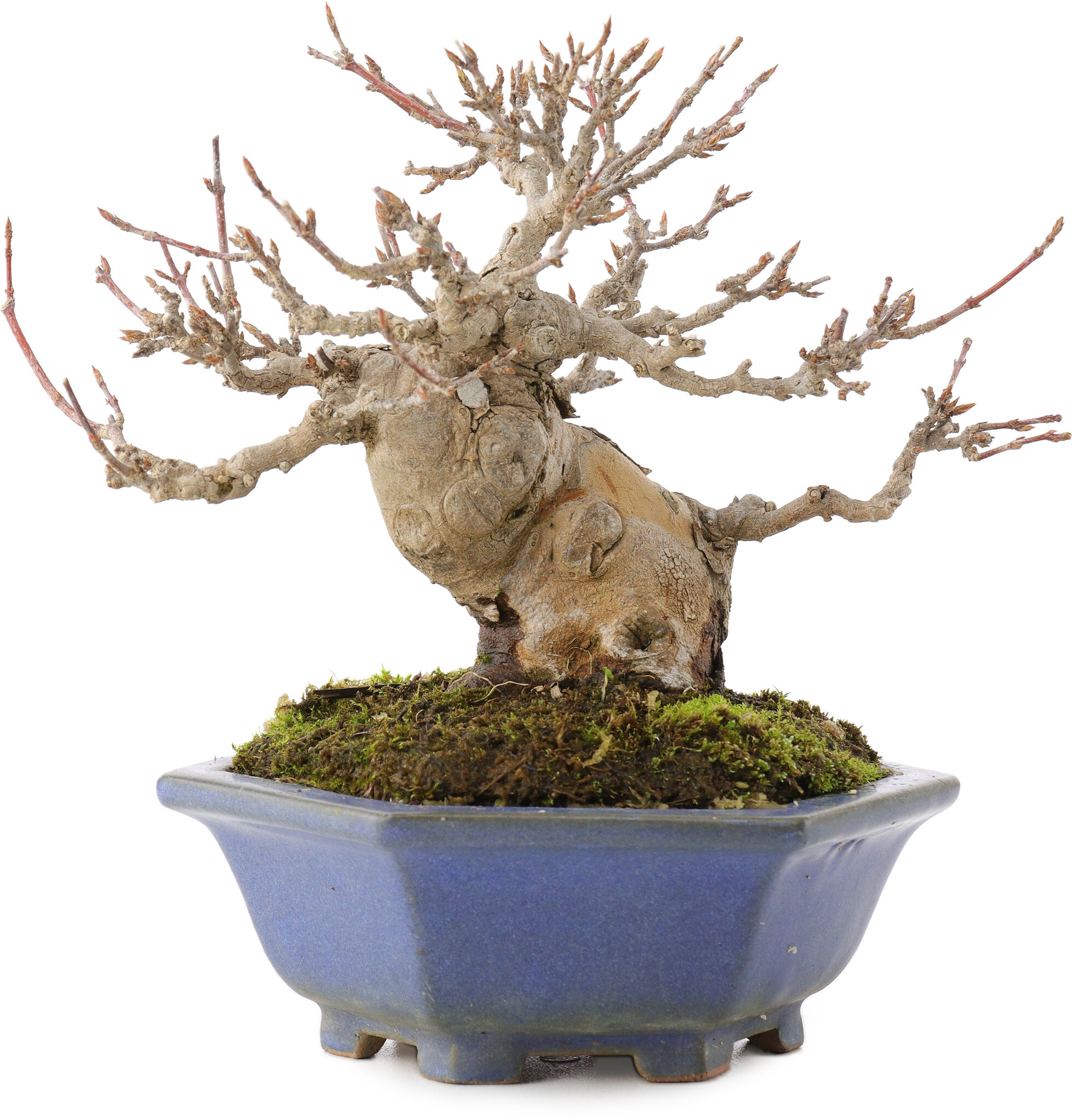 evergreen bonsai Builder's Bonsai (Evergreen) – Modern Brick Haus